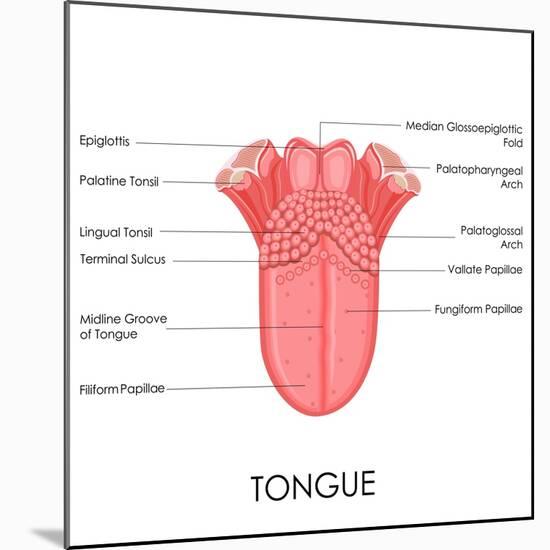 Human Tongue Anatomy-stockshoppe-Mounted Premium Giclee Print