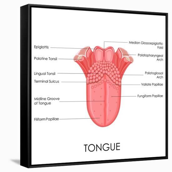 Human Tongue Anatomy-stockshoppe-Framed Stretched Canvas