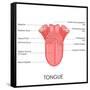 Human Tongue Anatomy-stockshoppe-Framed Stretched Canvas