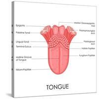 Human Tongue Anatomy-stockshoppe-Stretched Canvas