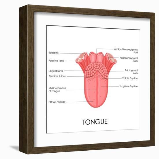 Human Tongue Anatomy-stockshoppe-Framed Art Print