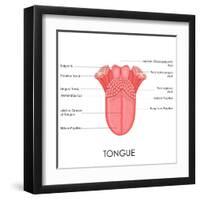 Human Tongue Anatomy-stockshoppe-Framed Art Print