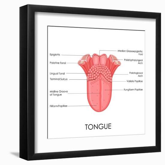 Human Tongue Anatomy-stockshoppe-Framed Art Print