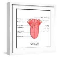 Human Tongue Anatomy-stockshoppe-Framed Art Print