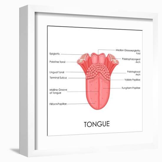 Human Tongue Anatomy-stockshoppe-Framed Art Print