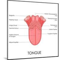 Human Tongue Anatomy-stockshoppe-Mounted Art Print