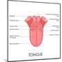 Human Tongue Anatomy-stockshoppe-Mounted Art Print