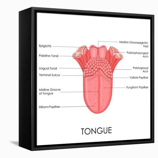 Human Tongue Anatomy-stockshoppe-Framed Stretched Canvas