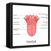 Human Tongue Anatomy-stockshoppe-Framed Stretched Canvas