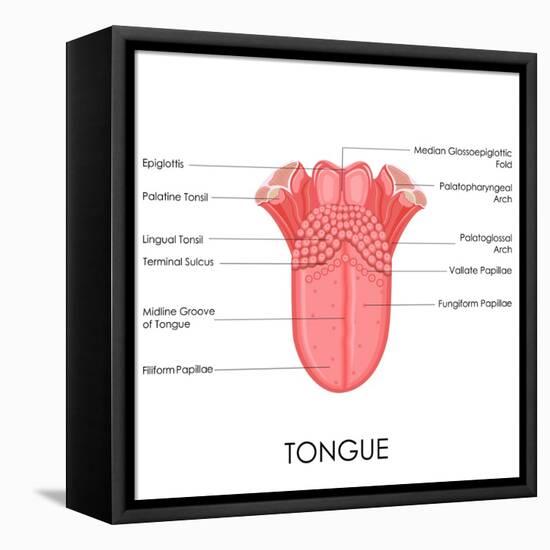 Human Tongue Anatomy-stockshoppe-Framed Stretched Canvas