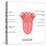 Human Tongue Anatomy-stockshoppe-Stretched Canvas