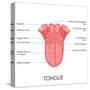 Human Tongue Anatomy-stockshoppe-Stretched Canvas