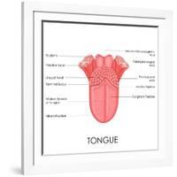 Human Tongue Anatomy-stockshoppe-Framed Art Print