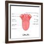 Human Tongue Anatomy-stockshoppe-Framed Art Print