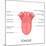 Human Tongue Anatomy-stockshoppe-Mounted Art Print