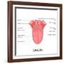 Human Tongue Anatomy-stockshoppe-Framed Art Print