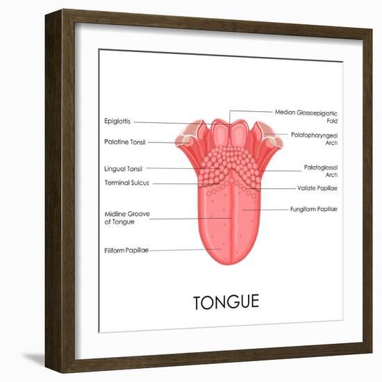 Human Tongue Anatomy-stockshoppe-Framed Art Print