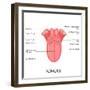 Human Tongue Anatomy-stockshoppe-Framed Art Print