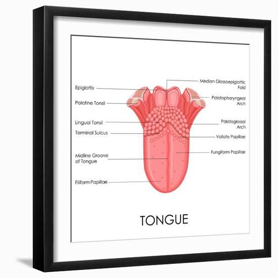 Human Tongue Anatomy-stockshoppe-Framed Art Print