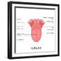 Human Tongue Anatomy-stockshoppe-Framed Art Print