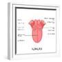 Human Tongue Anatomy-stockshoppe-Framed Art Print