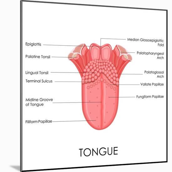 Human Tongue Anatomy-stockshoppe-Mounted Art Print