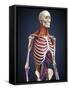 Human Upper Body Showing Bones, Lungs and Circulatory System-Stocktrek Images-Framed Stretched Canvas