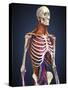 Human Upper Body Showing Bones, Lungs and Circulatory System-Stocktrek Images-Stretched Canvas
