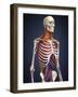 Human Upper Body Showing Bones, Lungs and Circulatory System-Stocktrek Images-Framed Art Print