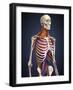 Human Upper Body Showing Bones, Lungs and Circulatory System-Stocktrek Images-Framed Art Print