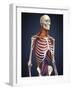 Human Upper Body Showing Bones, Lungs and Circulatory System-Stocktrek Images-Framed Art Print