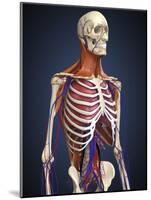 Human Upper Body Showing Bones, Lungs and Circulatory System-Stocktrek Images-Mounted Art Print