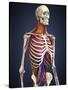 Human Upper Body Showing Bones, Lungs and Circulatory System-Stocktrek Images-Stretched Canvas