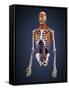 Human Upper Body Showing Bones, Muscles and Circulatory System-Stocktrek Images-Framed Stretched Canvas