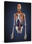 Human Upper Body Showing Bones, Muscles and Circulatory System-Stocktrek Images-Stretched Canvas