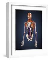 Human Upper Body Showing Bones, Muscles and Circulatory System-Stocktrek Images-Framed Art Print