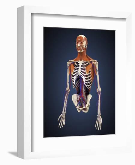 Human Upper Body Showing Bones, Muscles and Circulatory System-Stocktrek Images-Framed Art Print