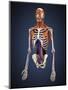 Human Upper Body Showing Bones, Muscles and Circulatory System-Stocktrek Images-Mounted Art Print