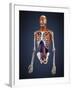 Human Upper Body Showing Bones, Muscles and Circulatory System-Stocktrek Images-Framed Art Print