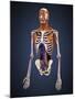Human Upper Body Showing Bones, Muscles and Circulatory System-Stocktrek Images-Mounted Art Print