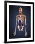 Human Upper Body Showing Bones, Muscles and Circulatory System-Stocktrek Images-Framed Art Print