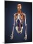 Human Upper Body Showing Bones, Muscles and Circulatory System-Stocktrek Images-Mounted Art Print