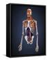 Human Upper Body Showing Bones, Muscles and Circulatory System-Stocktrek Images-Framed Stretched Canvas