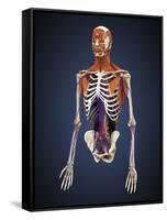 Human Upper Body Showing Bones, Muscles and Circulatory System-Stocktrek Images-Framed Stretched Canvas