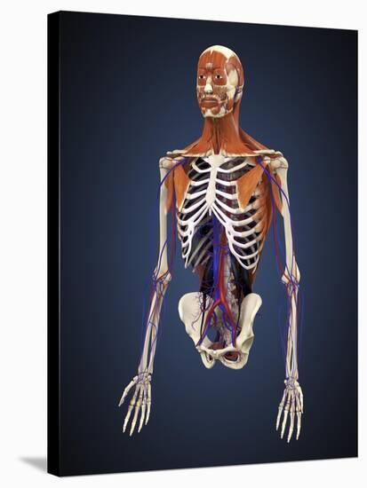 Human Upper Body Showing Bones, Muscles and Circulatory System-Stocktrek Images-Stretched Canvas