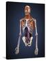 Human Upper Body Showing Bones, Muscles and Circulatory System-Stocktrek Images-Stretched Canvas