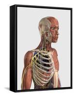 Human Upper Body Showing Muscle Parts, Axial Skeleton, Veins and Nerves-Stocktrek Images-Framed Stretched Canvas