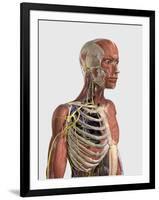 Human Upper Body Showing Muscle Parts, Axial Skeleton, Veins and Nerves-Stocktrek Images-Framed Art Print