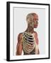 Human Upper Body Showing Muscle Parts, Axial Skeleton, Veins and Nerves-Stocktrek Images-Framed Art Print