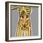 Human Urinary System-Stocktrek Images-Framed Art Print